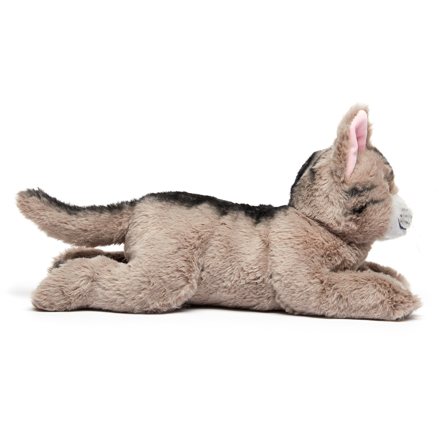 Large cat deals teddy